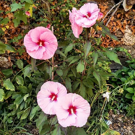 D'hotes Le Puits D'amour Bed and Breakfast 3*